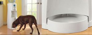 21.Refillable dog water bowl