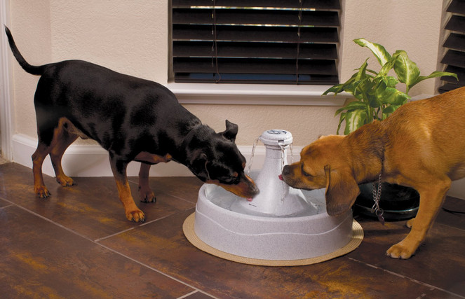 Drinkwell 360 Pet Fountain