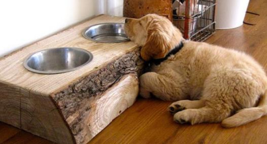 dog bowl riser