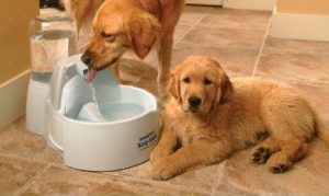 continuous dog water bowl