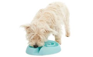 dog bowl fast eater