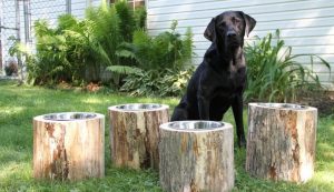 raised feeding bowls for large dogs