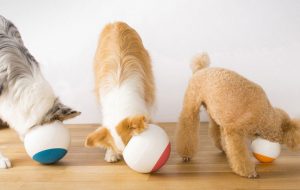 Best Dog Bowls That Slow Down Eating