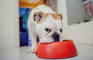 Best Dog Feeding Bowls Slow Eating That Are Made of Plastic