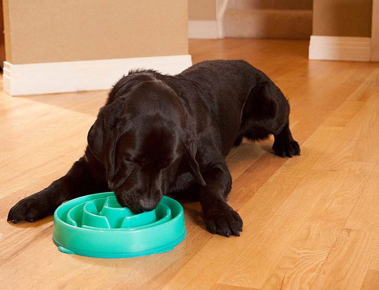 how-to-maximize-your-slow-feeder-bowls-to-slow-down-dog-eating