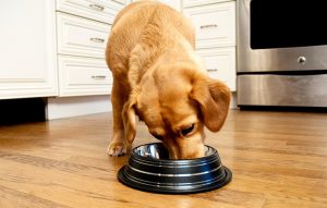 How to Choose a Slow Feed Bowl For Dogs