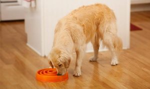 Most Wanted Slow Feeding Dog Bowls