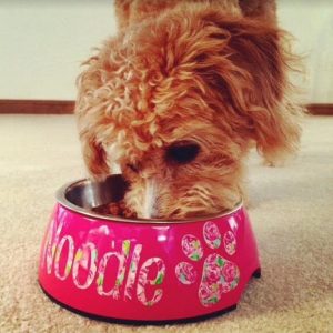 Personalized Stainless Steel Dog Bowls.