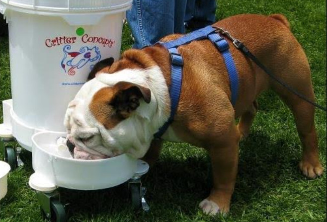 Top 3 Water Dog Bowl Brands You Must Love