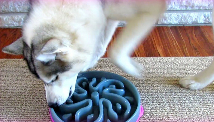 Bowls For Dogs That Eat Too Fast