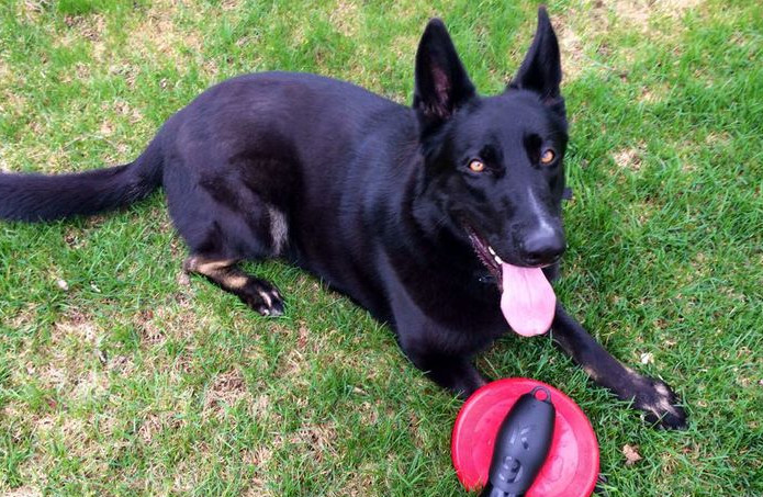 Disposable Dog Water Bowls in Amazon