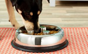 Dog Bowls For Fast Eaters List