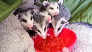 How to Get Rid of Possums in Yard with Four Ways