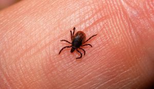 How to Kill Ticks in Yard