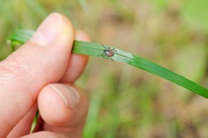 How to Kill Ticks in Yard