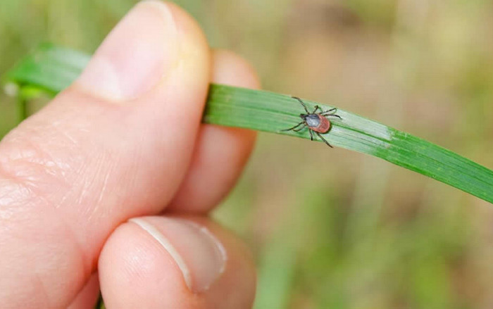 Tick prevention for yard