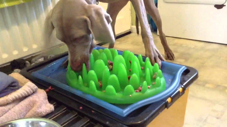 dog bowl for fast eater