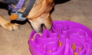 dog food bowls for fast eaters