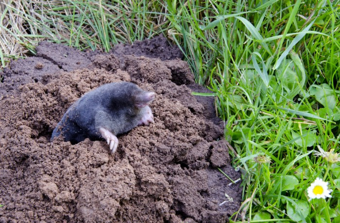 how to get rid of moles in the yard