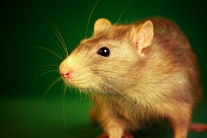 how to get rid of rats in yard