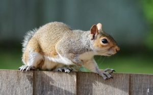 how to get rid of squirrels in the yard