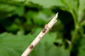 how to get rid of ticks in yard