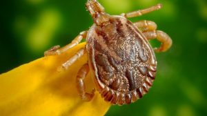 how to get rid of ticks in your yard