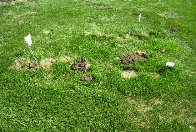 how to kill moles in yard 2