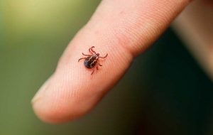 how to prevent ticks in yard