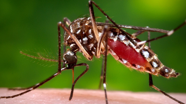 mosquito treatment for yards