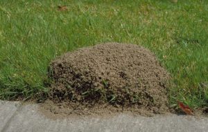 ant killer for yard