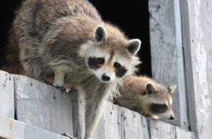 how to get rid of raccoons in yard