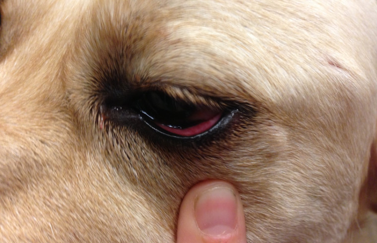 red eye dog home treatment