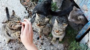 All You Need to Know about Taming Feral Cats