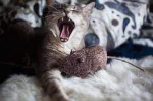 Cat Teething Toy and Things to Know Before Purchasing