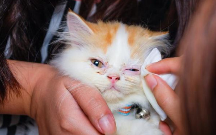 Causes, Symptoms, and Home Remedies of Kitten Eyes Infection