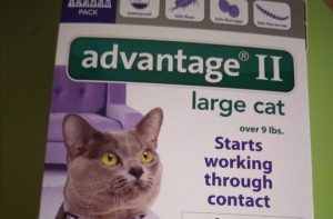 Choosing the Right Advantage for Cats Over 9 lbs