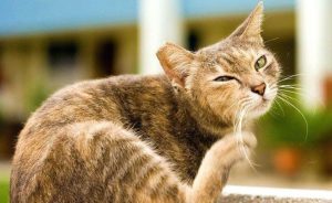 How to Treat Mange in Cats by Using Simple Home Remedies