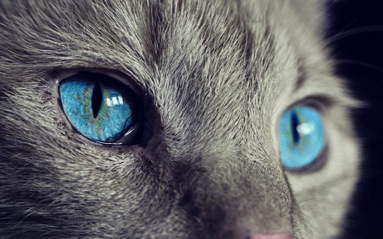 kitten-eye-infection-home-remedy-you-can-do-on-your-own-petsepark