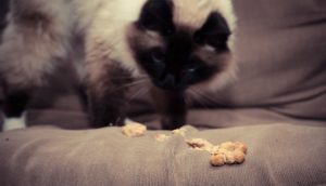 Knowing Some of the Common Causes of Cat Vomiting Food