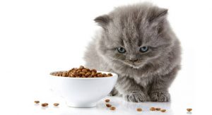 Low Carb Dry Cat Food That Highly Recommended