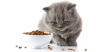 Low Carb Dry Cat Food That's Highly Recommended - Petsepark.com