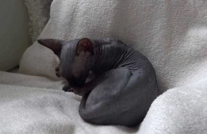 Some Characteristic of Black Hairless Cats that You Must Know