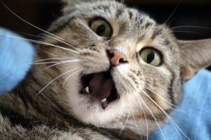 Some Solutions for Cat Teething to Reduce the Pain