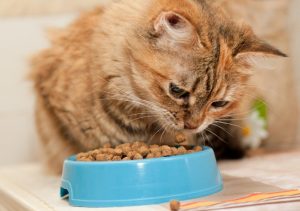 Some Useful Tips to Get Full Benefits of Science Diet Cat Food Coupons