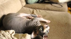 Sphynx Cat Price and What to Know Before Petting One