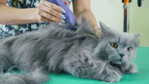 The Best Gray Cat Breed with Stunning Physical Appearance