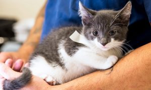 The Cost of Cat Neutering Every Pet Owner Should Know