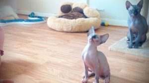 Hairless Cat Breeds and How to Know Whether It is a Sphynx Cat or Not