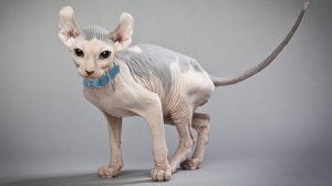 Hairless cat adoption